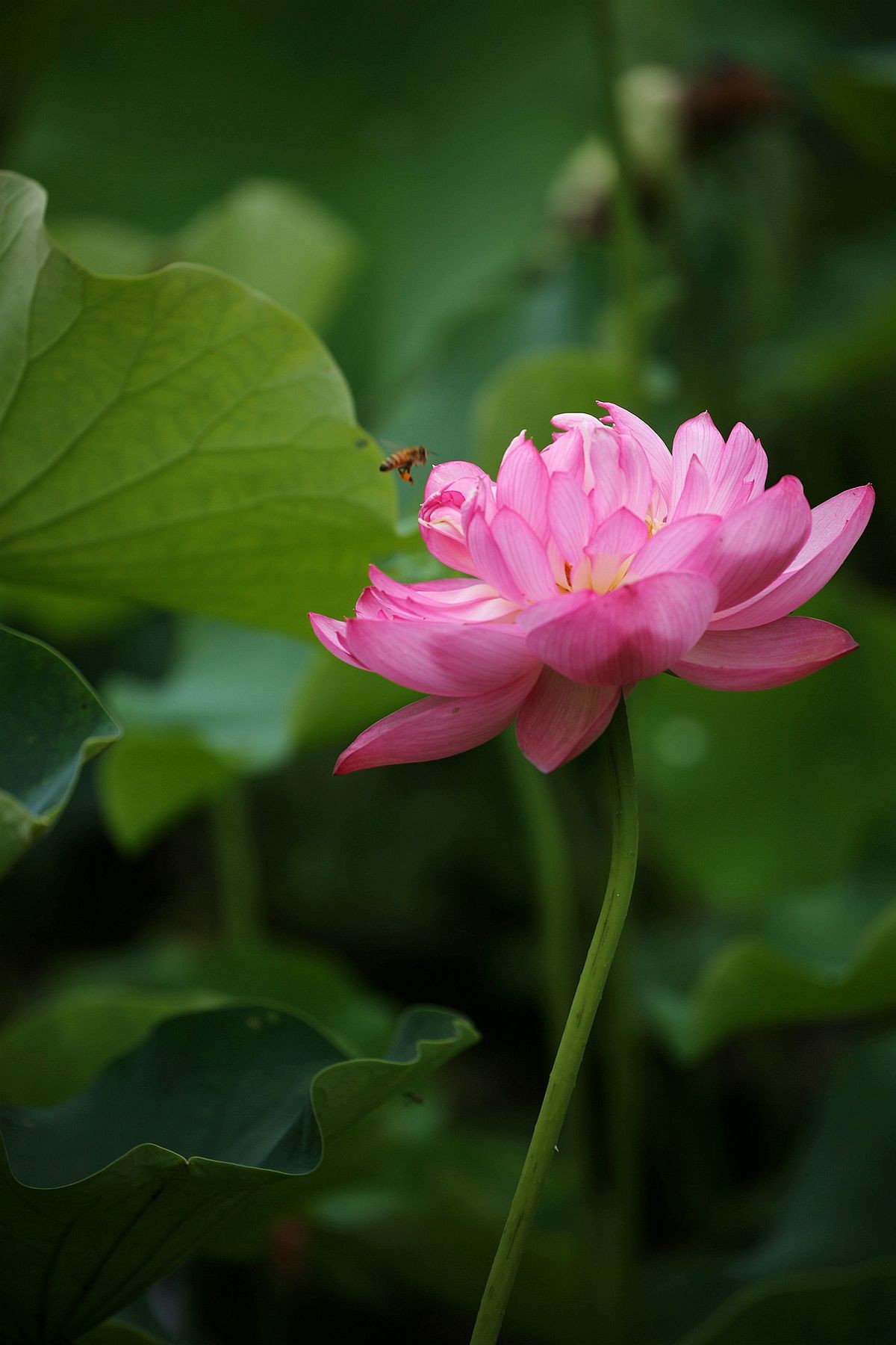 幽幽荷香【二】