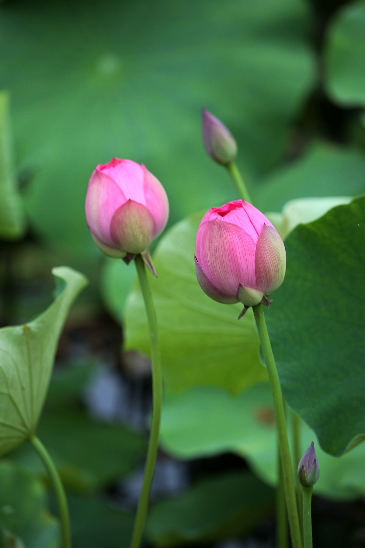 幽幽荷香【二】