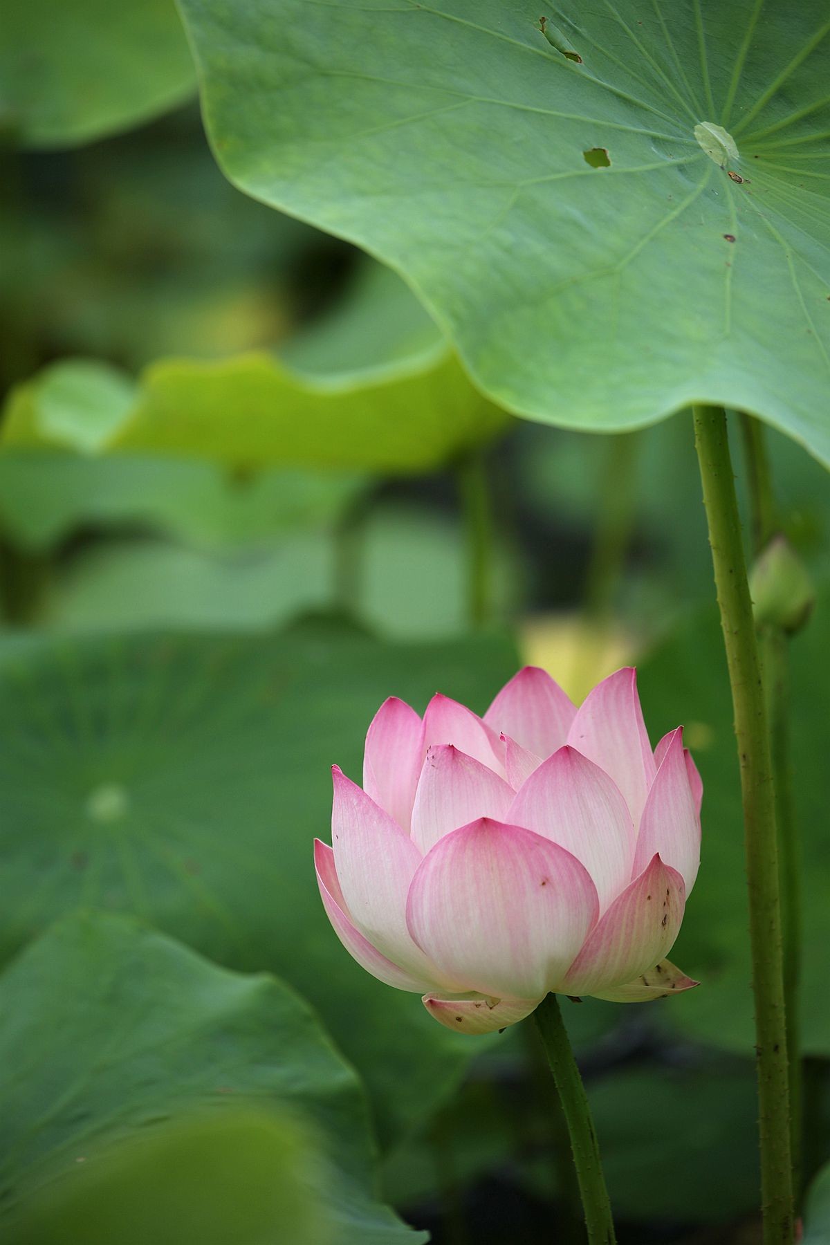 幽幽荷香【二】