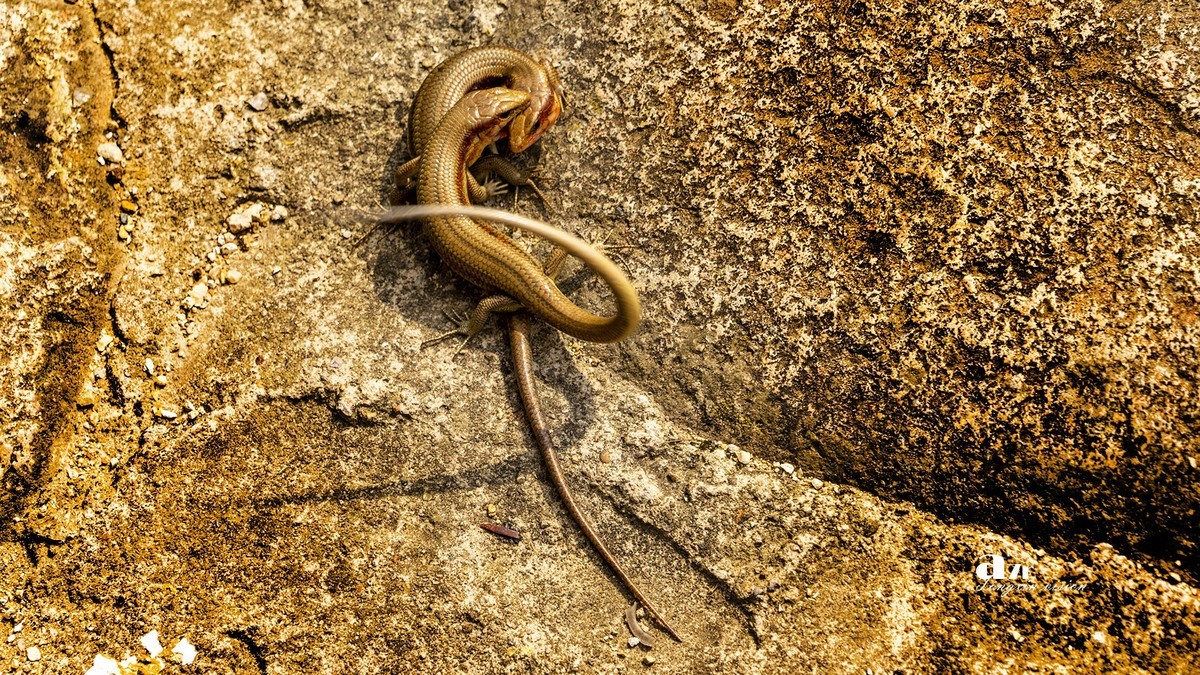 三月下江南——楠溪江三个古镇（9）