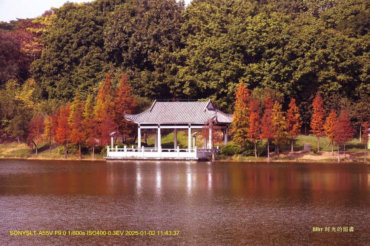 落羽杉冬之色彩