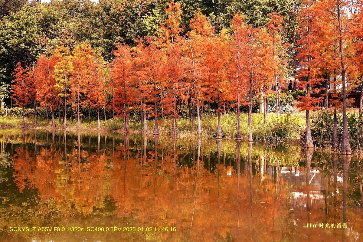 落羽杉冬之色彩