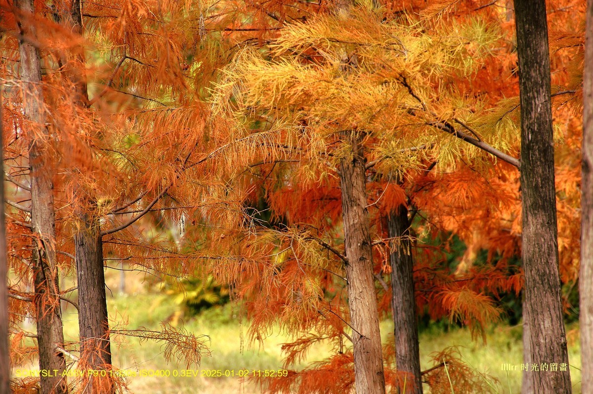 落羽杉冬之色彩