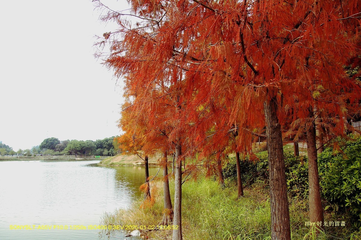 落羽杉冬之色彩