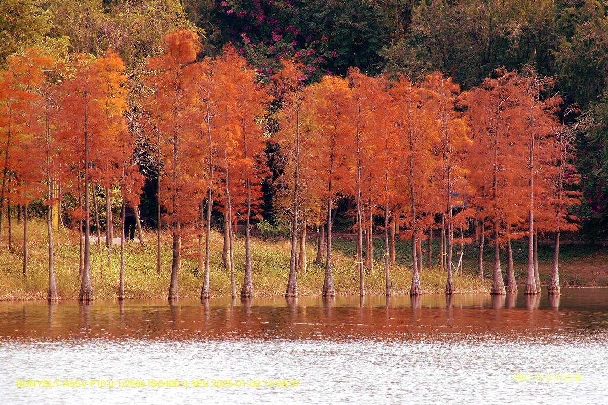落羽杉冬之色彩