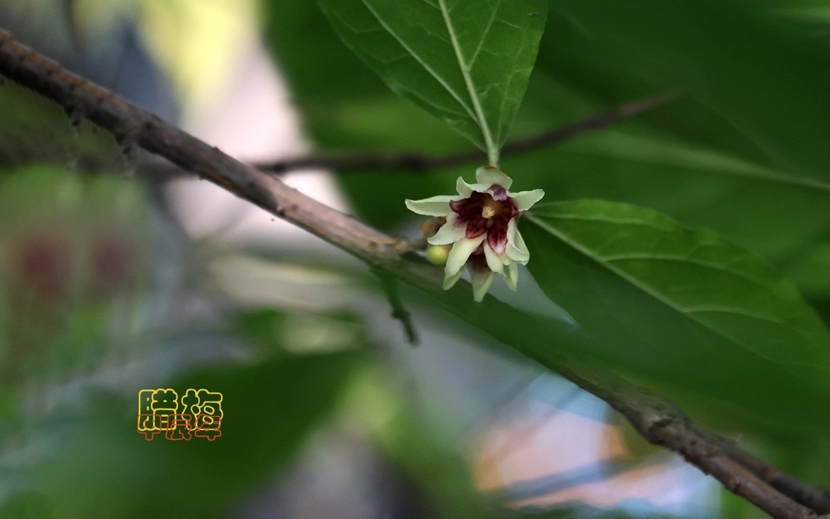 甲辰年大雪季-腊梅花开【2024-193】