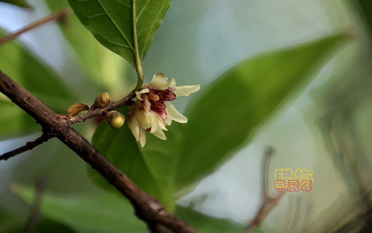 甲辰年大雪季-腊梅花开【2024-193】