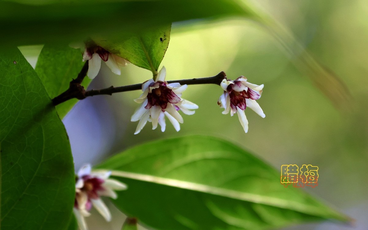 甲辰年大雪季-腊梅花开【2024-193】