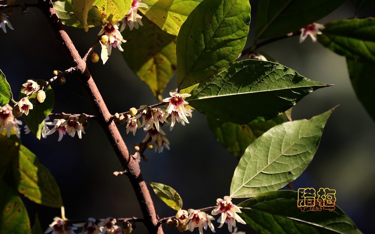 甲辰年大雪季-腊梅花开【2024-193】