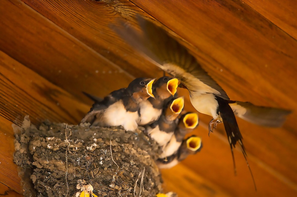 嗷嗷待听哺的小燕子