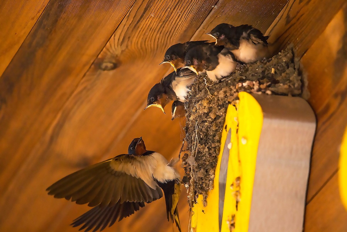 嗷嗷待听哺的小燕子