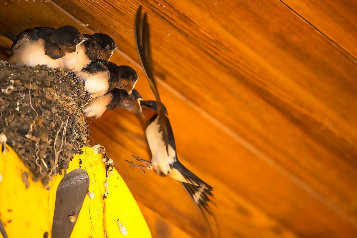 嗷嗷待听哺的小燕子