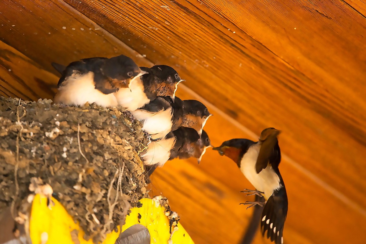 嗷嗷待听哺的小燕子