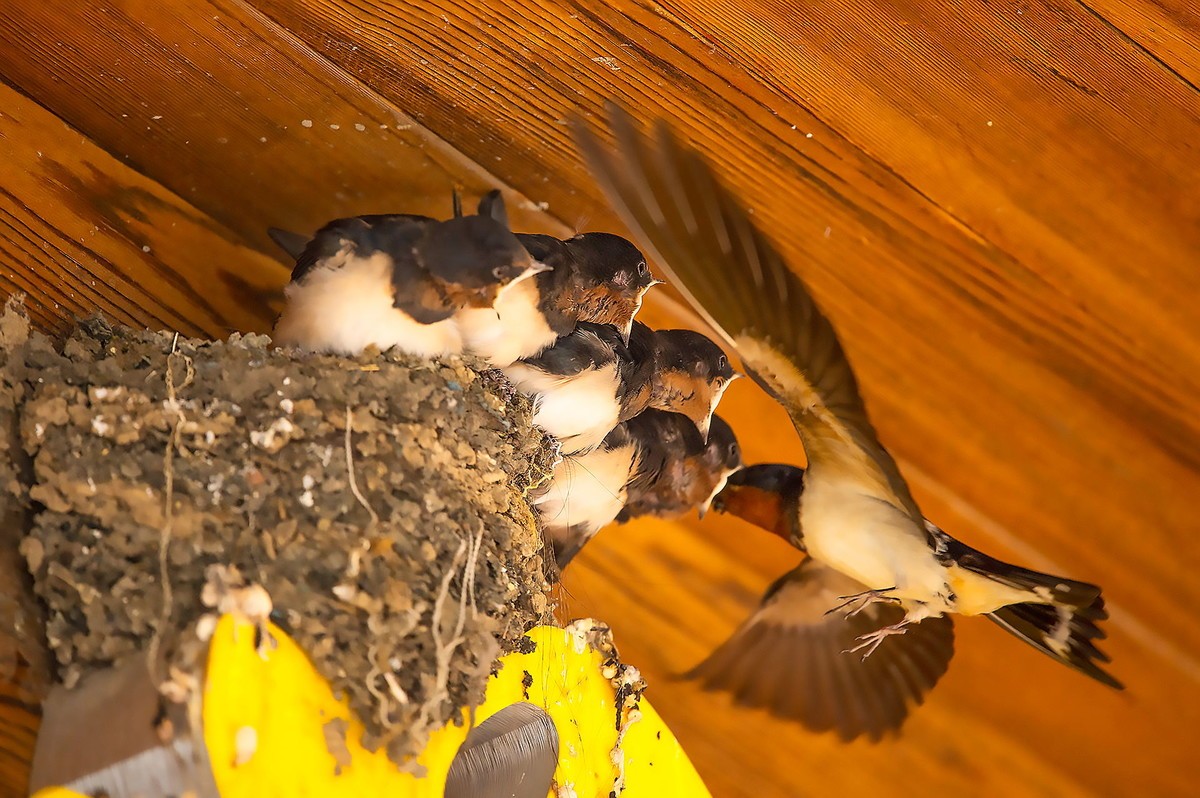 嗷嗷待听哺的小燕子