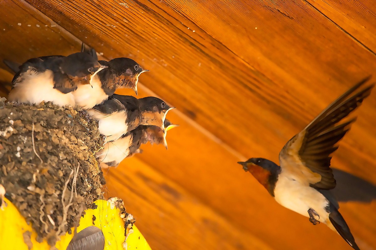嗷嗷待听哺的小燕子