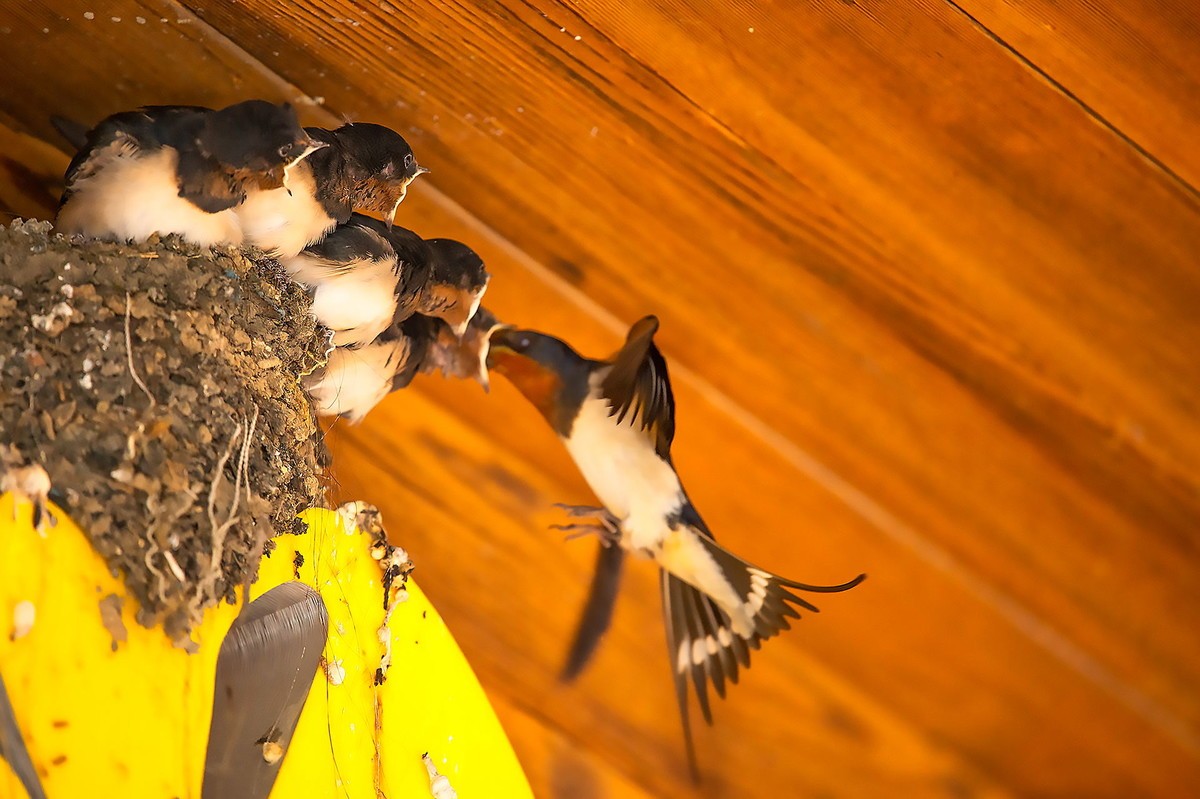 嗷嗷待听哺的小燕子