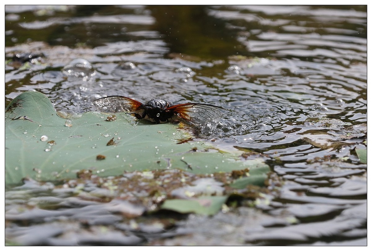 一只掉落荷塘的蝉中关村在线摄影论坛
