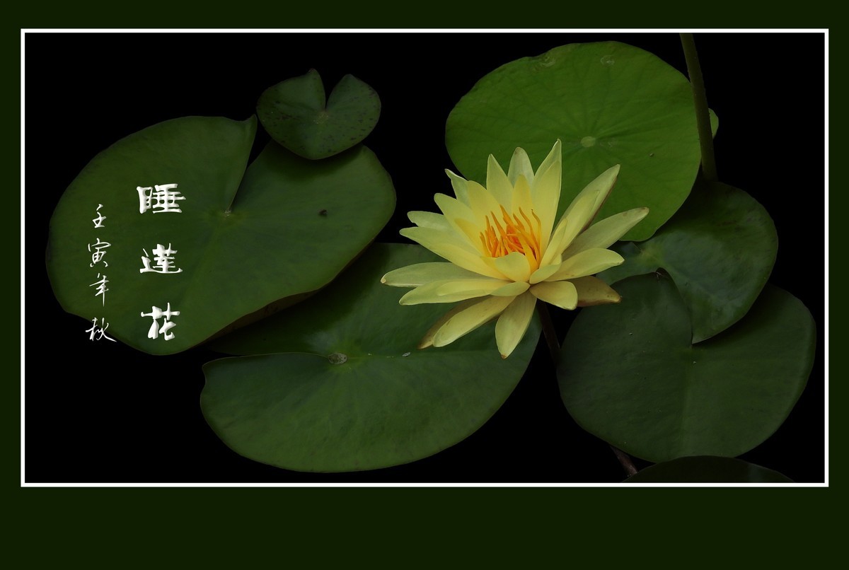 出污泥而不染的睡莲花