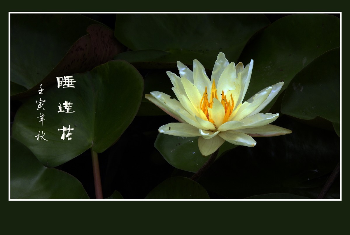 出污泥而不染的睡莲花