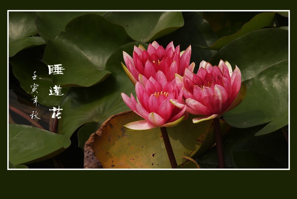 出污泥而不染的睡莲花