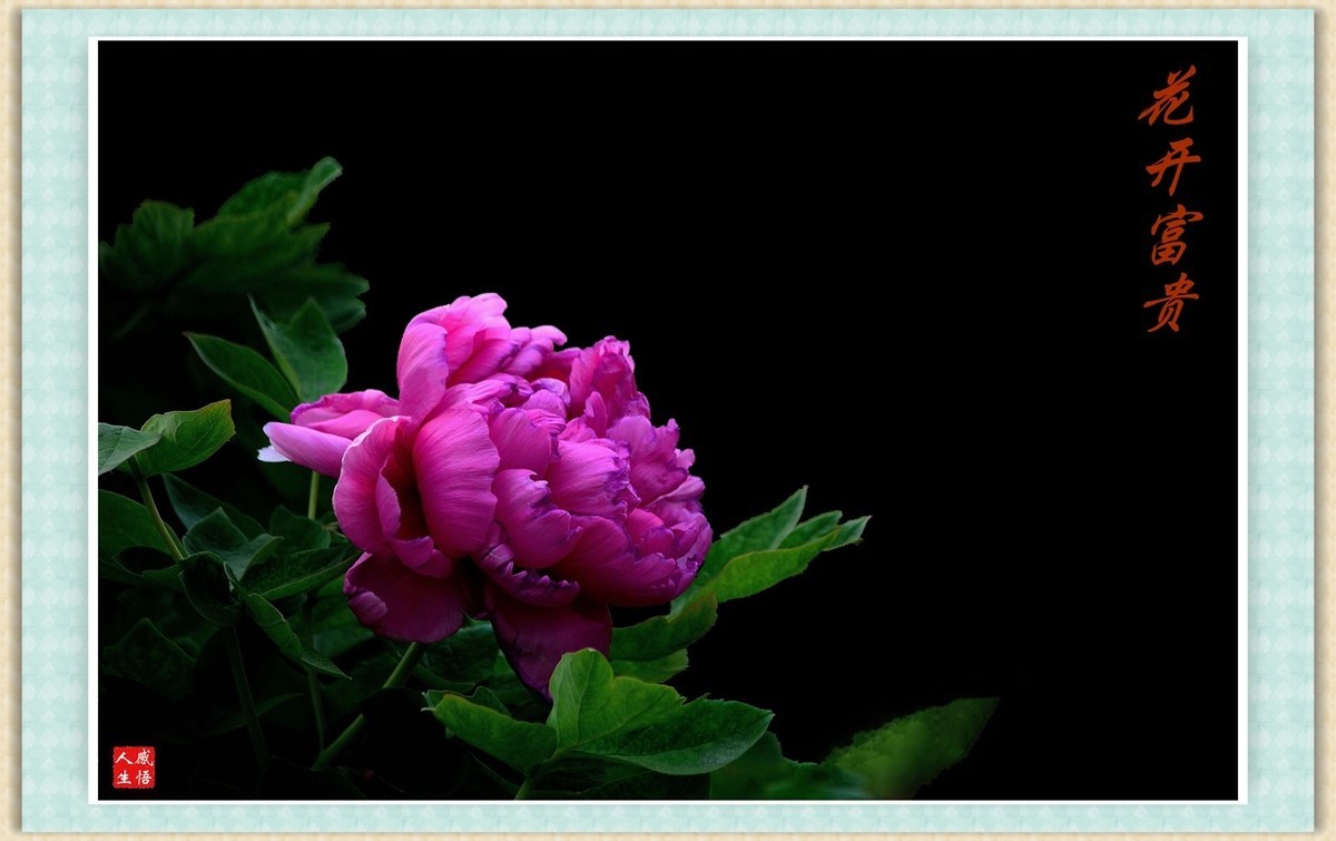 花开富贵