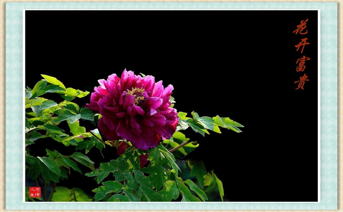 花开富贵