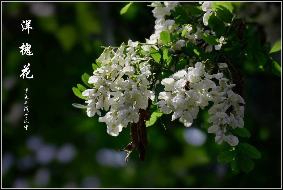 #版主坐堂#索尼大版星空(中国)2024年 4 月份优秀作品精选汇总