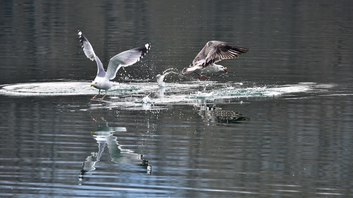#版主坐堂#索尼大版星空(中国)2024年 4 月份优秀作品精选汇总