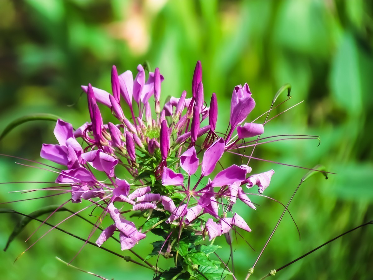 #版主坐堂#索尼大版星空(中国)2024年 4 月份优秀作品精选汇总