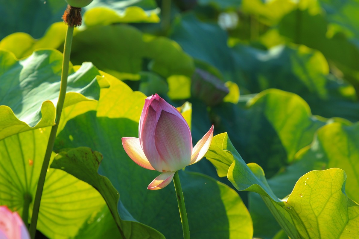 拍摄花卉一（341）