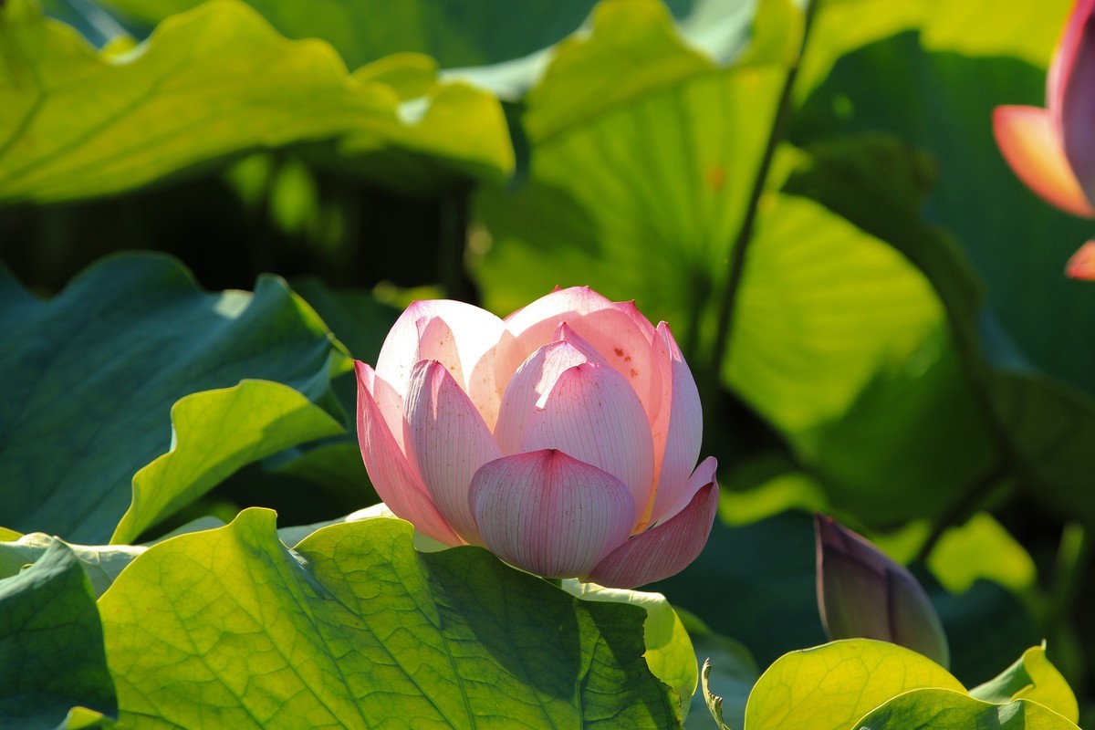 拍摄花卉一（341）