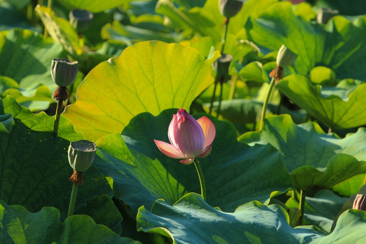 拍摄花卉一（341）