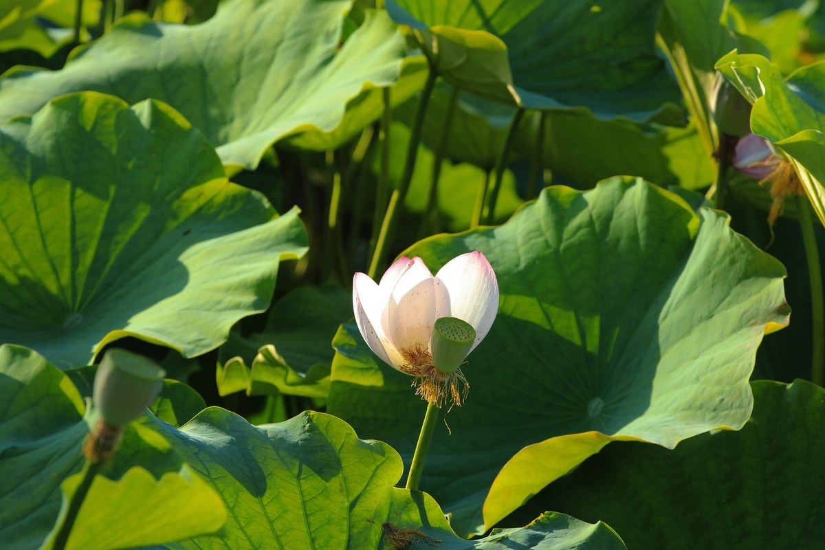 拍摄花卉一（341）