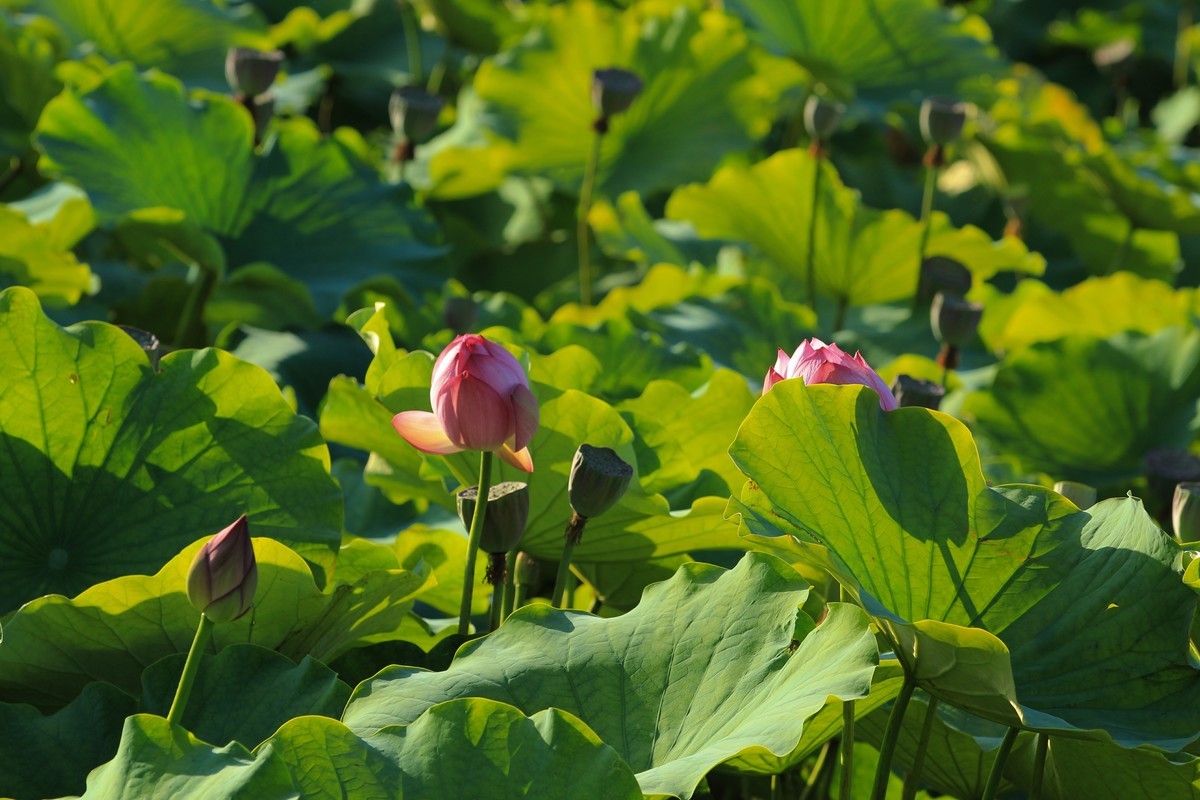 拍摄花卉一（341）