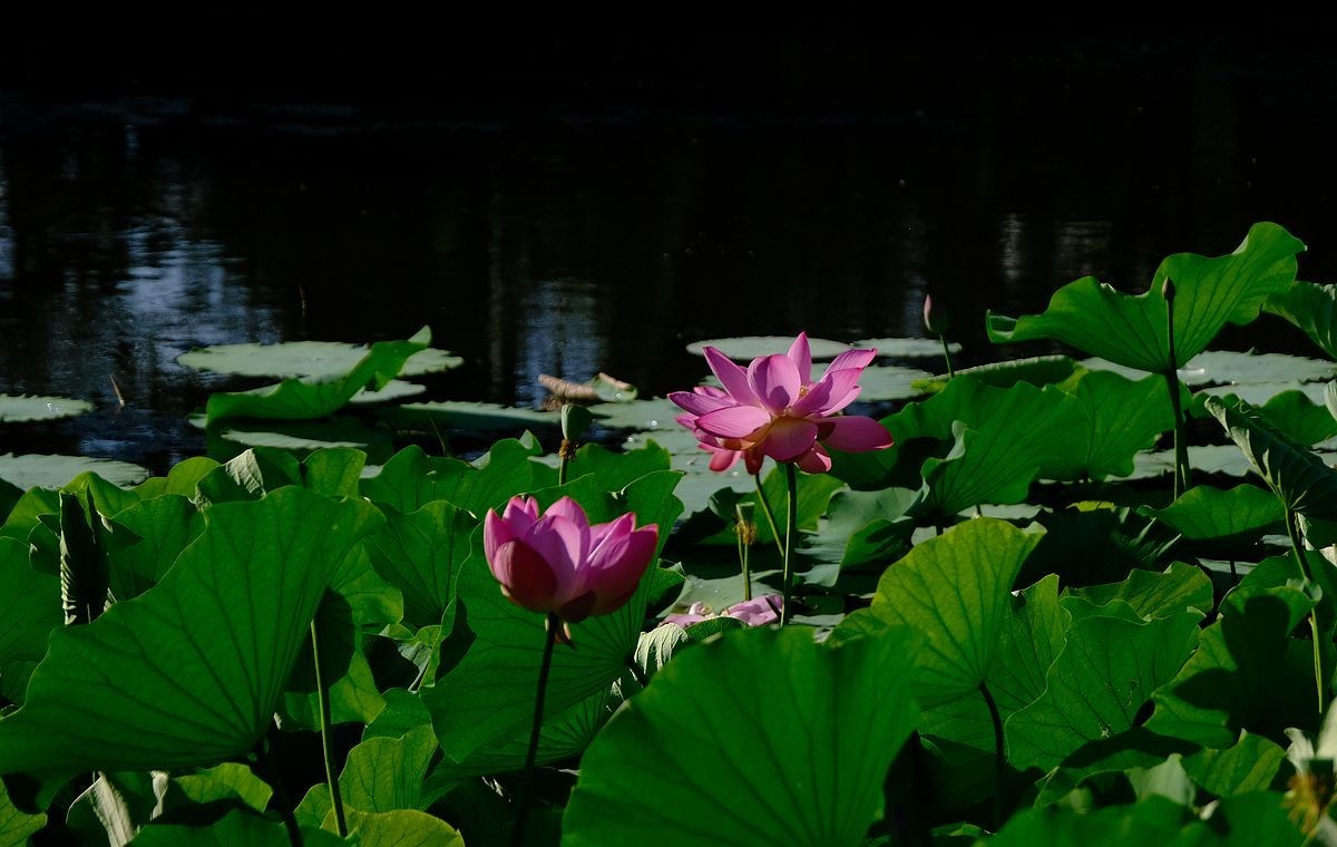 晨拍-龙潭湖公园