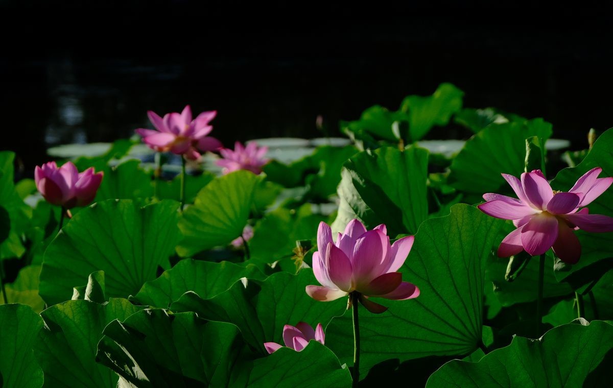 晨拍-龙潭湖公园