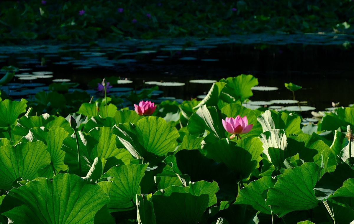 晨拍-龙潭湖公园