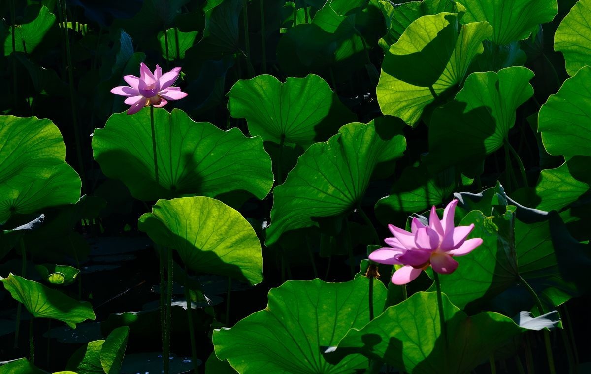 晨拍-龙潭湖公园