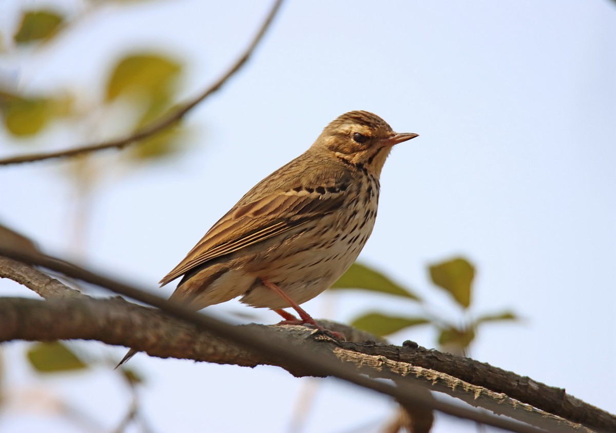 250107一梭子拍小鸟