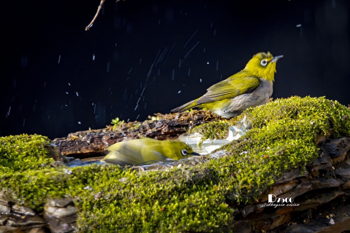 鸟儿嬉水（50）