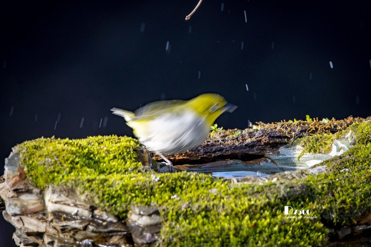 鸟儿嬉水（50）
