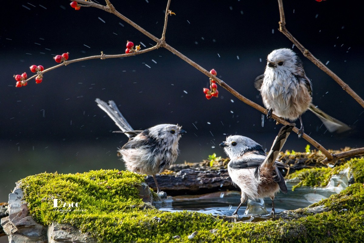 鸟儿嬉水（50）