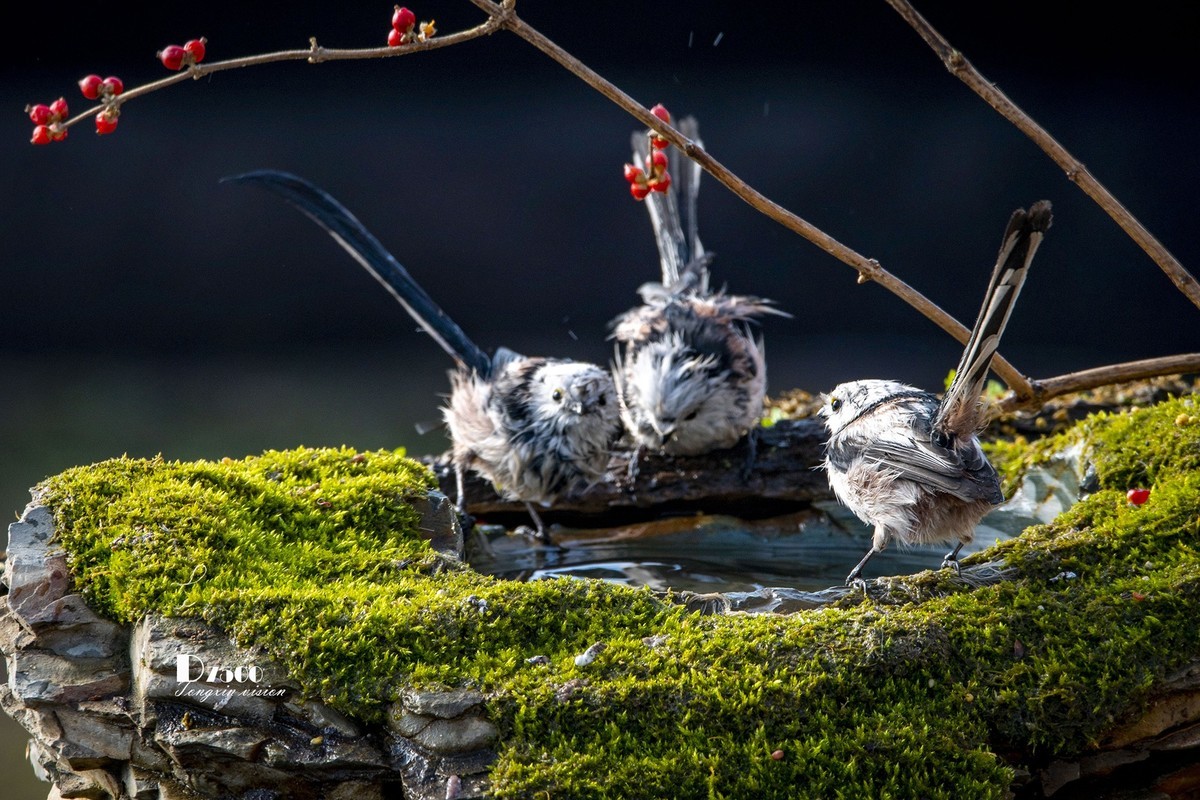 鸟儿嬉水（50）