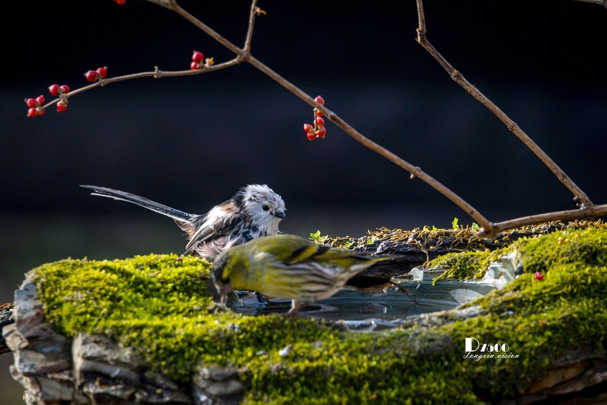 鸟儿嬉水（50）