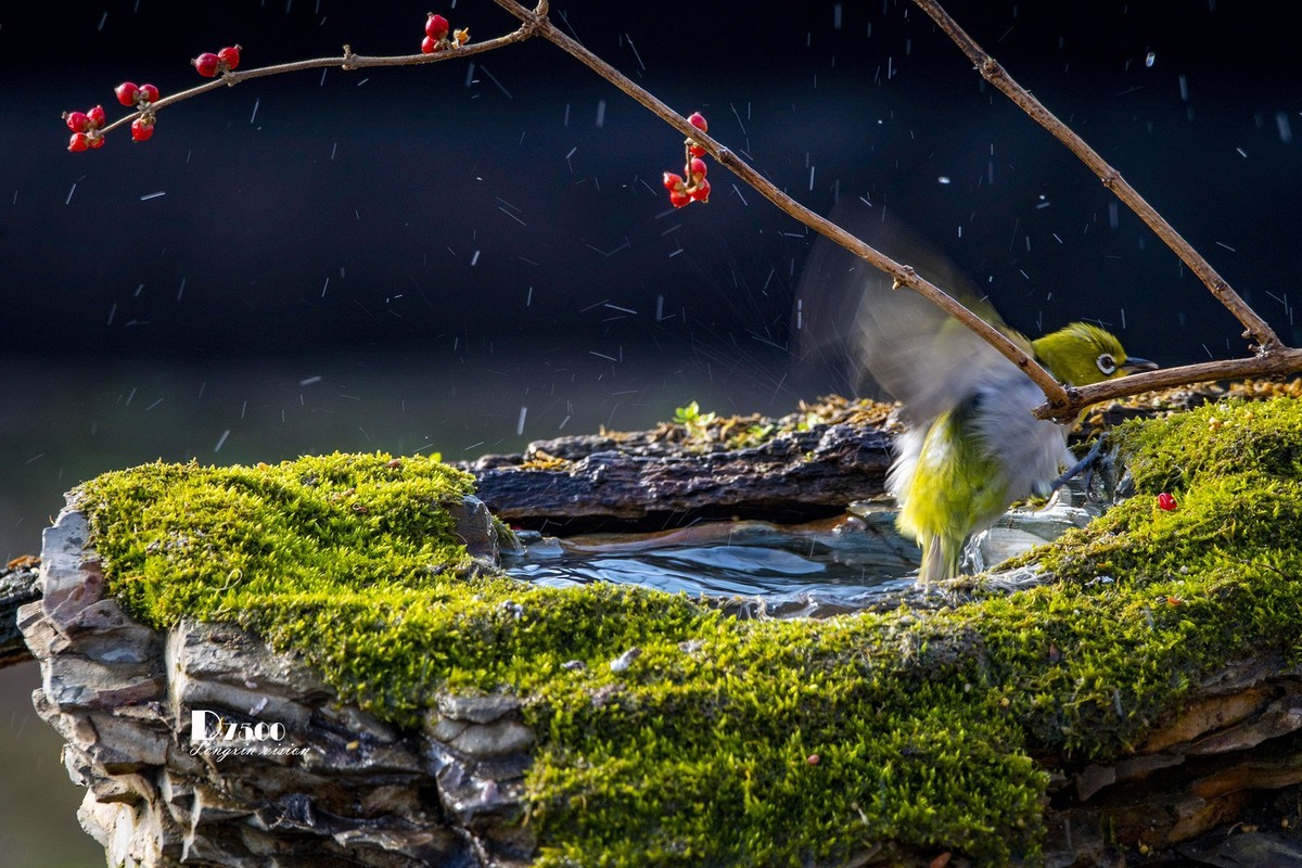 鸟儿嬉水（50）
