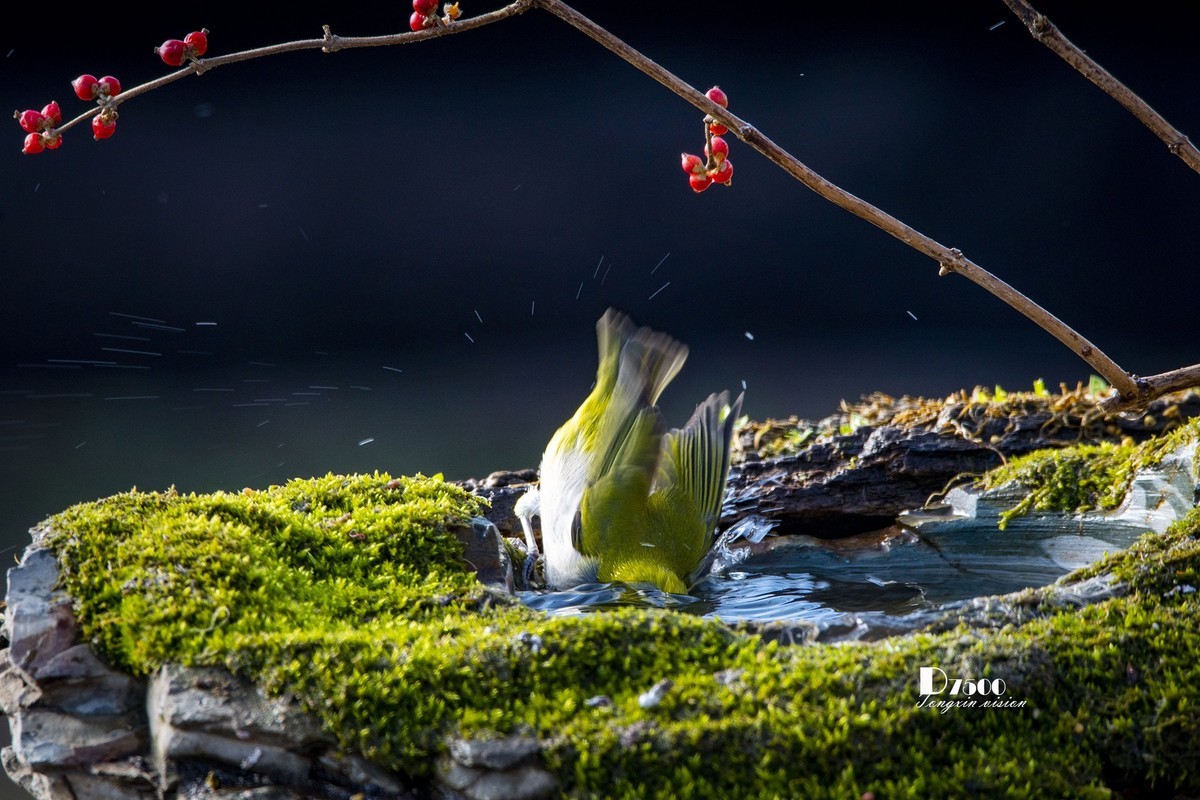 鸟儿嬉水（50）