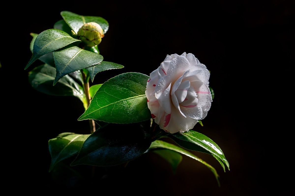 #版主坐堂#索尼大版星空(中国)2025年 1 月份优秀作品精选汇总