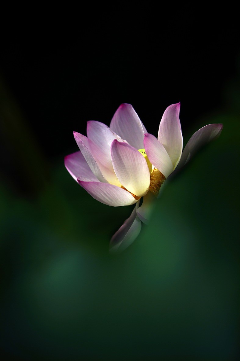 #版主坐堂#索尼大版星空(中国)2025年 1 月份优秀作品精选汇总