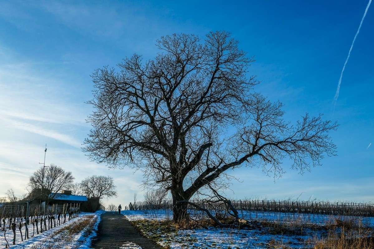 #版主坐堂#索尼大版星空(中国)2025年 1 月份优秀作品精选汇总