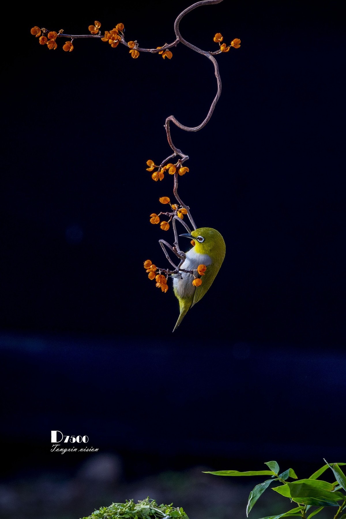 #版主坐堂#索尼大版星空(中国)2025年 1 月份优秀作品精选汇总